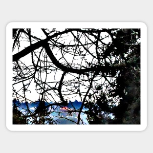 Spider Tree over Puget Sound Sticker